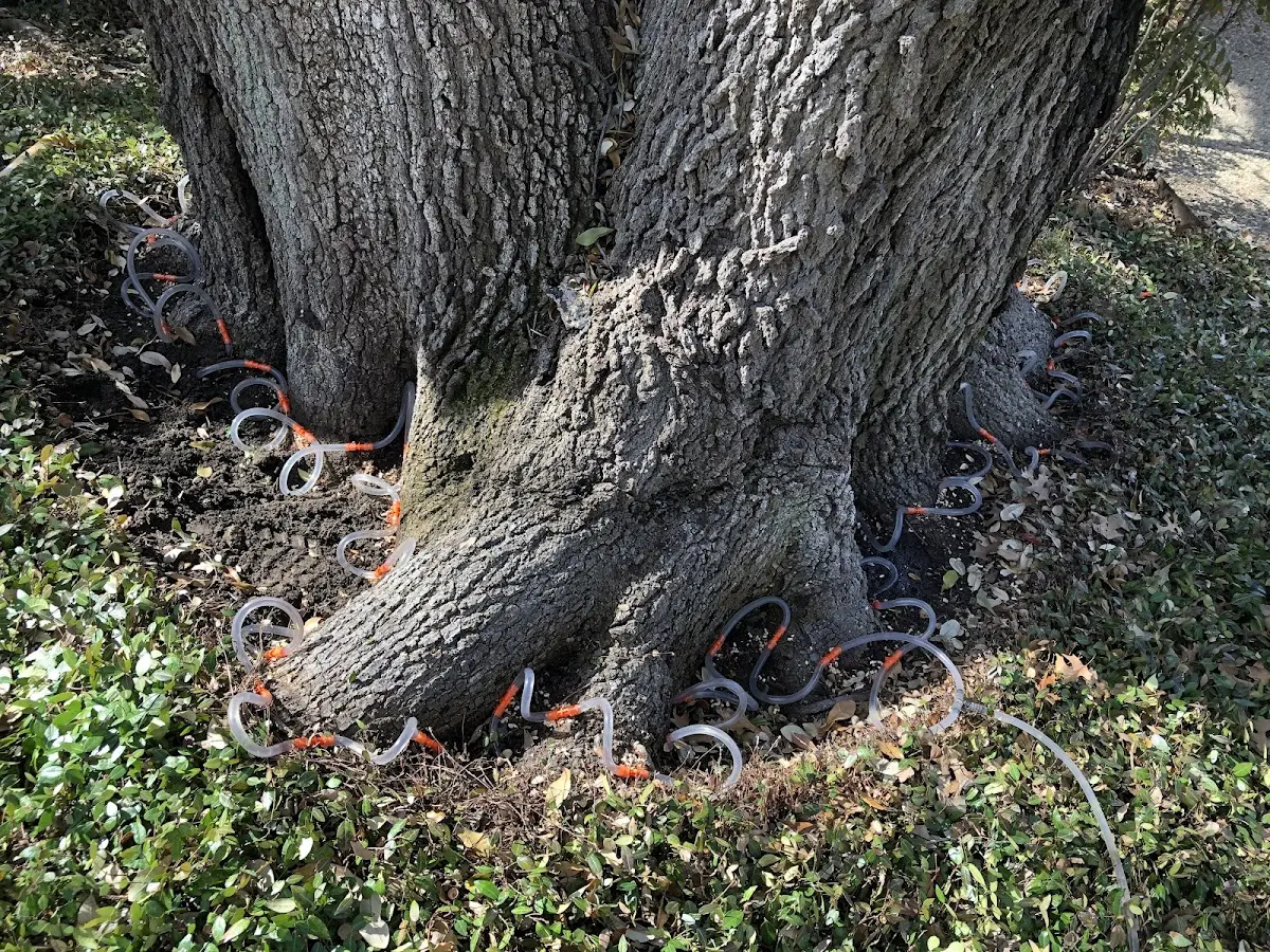 Detailed Tree Cabling and Bracing job site in Saukville