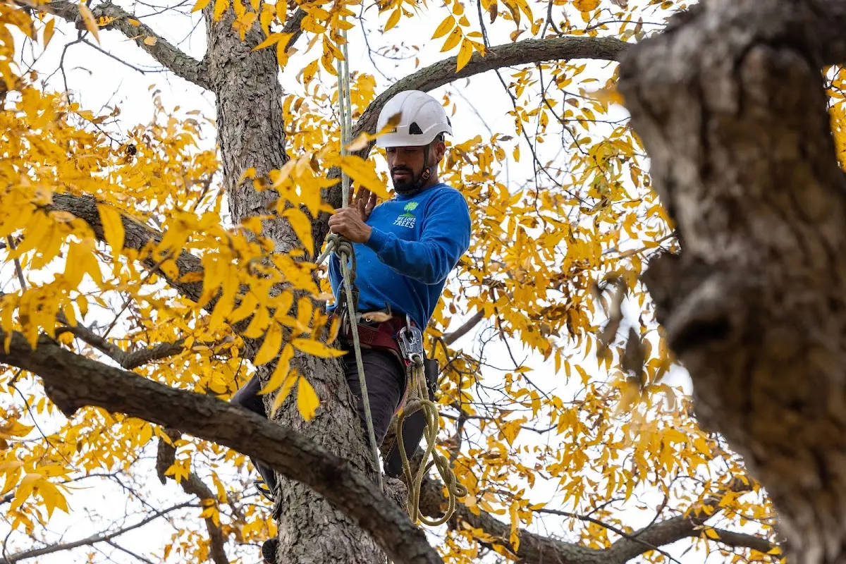 Skilled Tree Planing crew working in Saukville