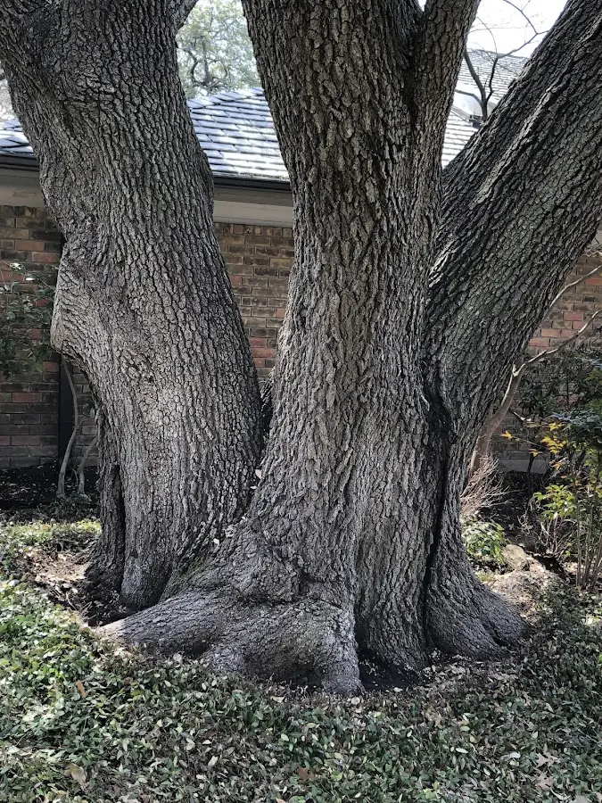 Mature heritage tree close to a Saukville property cared for by certified arborists